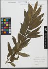 Foto von Salix triandra L. x Salix viminalis L.